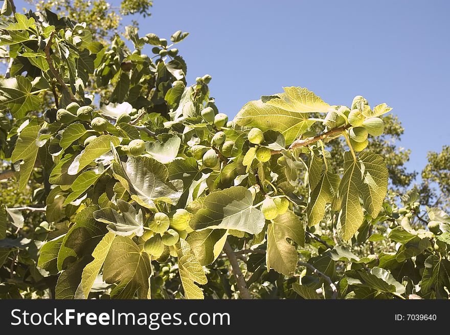 Figs growing in an  orchard in California. Figs growing in an  orchard in California