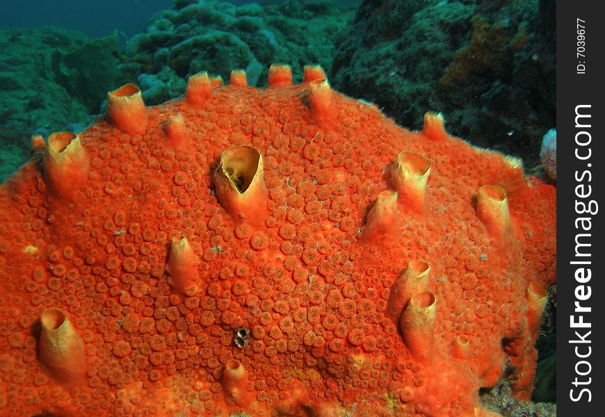 Red Orange Boring Sponge appears to encrust, but actually bores into coral heads. Numerous low warts-like spots on the surface.This mound was taken off the coast of Pompano Beach, Florida in 20 feet of water.