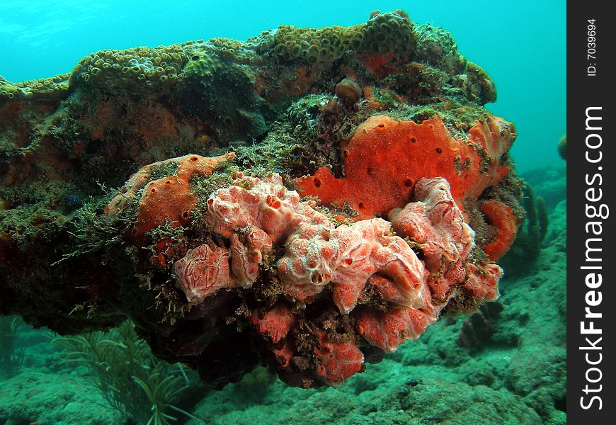 This coral was taken in 20 feet of water in Pompano beach, Florida. This coral was taken in 20 feet of water in Pompano beach, Florida