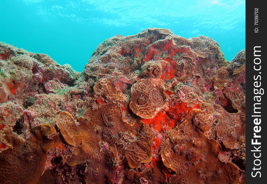 This coral was taken about 15 feet in South Florida. This coral was taken about 15 feet in South Florida