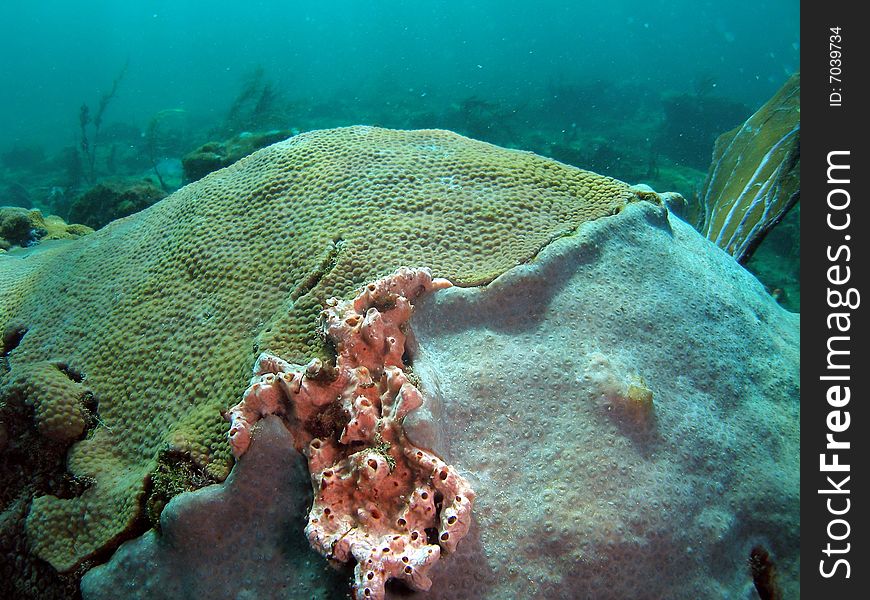 This coral was taken about 15 feet in South Florida. This coral was taken about 15 feet in South Florida