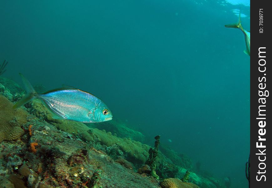 This reef fish was taken about 20 feet in South Florida.