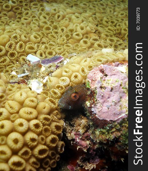 This blenny was hidding in this reef and was taken about 20 feet in South Florida.