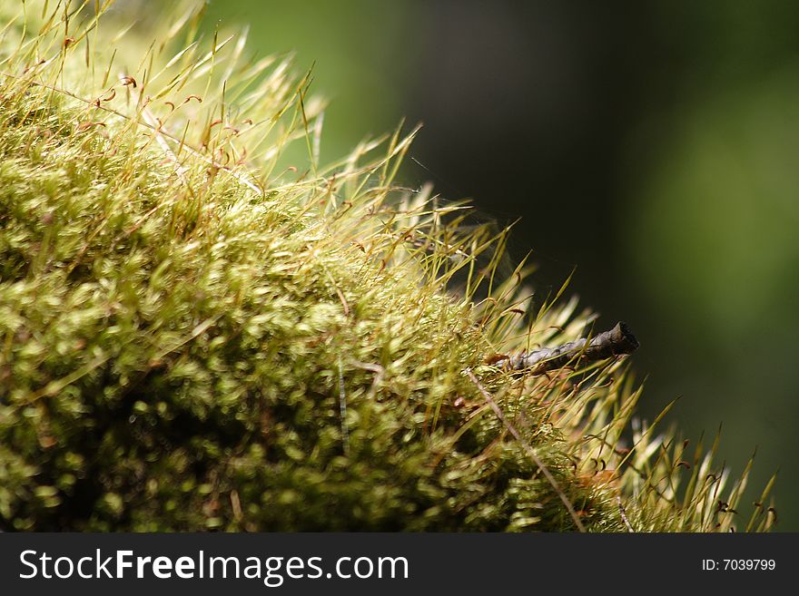 Natural green moss growing in forest. Natural green moss growing in forest.