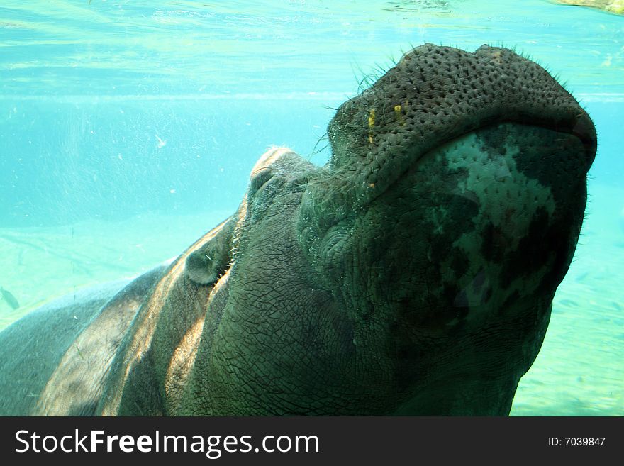 A hippo in the water offering a pucker. A hippo in the water offering a pucker.