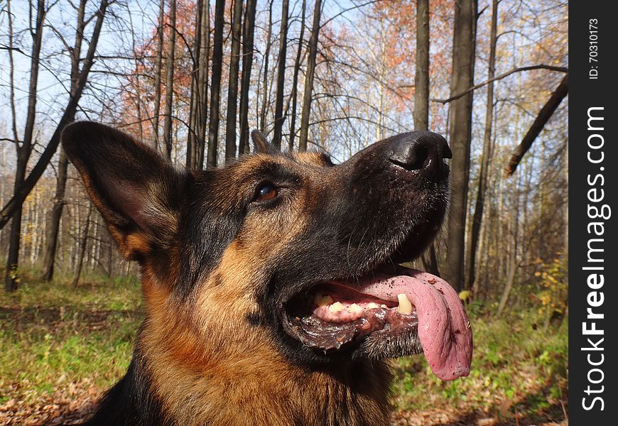 German Shepherd Dog In Sunny Autumn Day