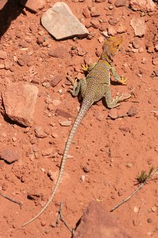 Eastern Collared Lizard Stock Images Eastern Collared Lizard Stock Images