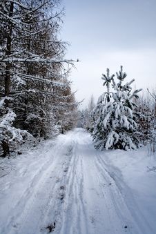 Landscape - Nowy Winter Road In Forest Royalty Free Stock Photography Landscape - Nowy Winter Road In Forest Royalty Free Stock Photography