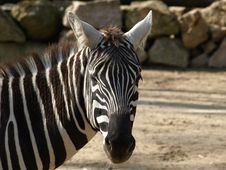 Plains Zebra Royalty Free Stock Photos Plains Zebra Royalty Free Stock Photos