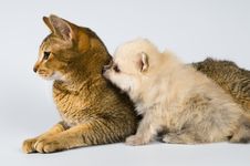 The Puppy With A Cat Stock Photos The Puppy With A Cat Stock Photos