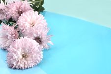 Chrysanthemums Royalty Free Stock Photos Chrysanthemums Royalty Free Stock Photos