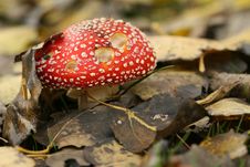 Autumn Scene: Toadstool Covered With Leafs Stock Images