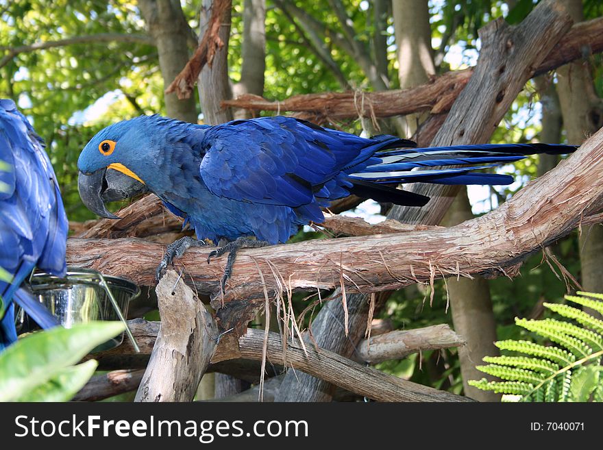 Another angle of the Blue Parrot. Another angle of the Blue Parrot
