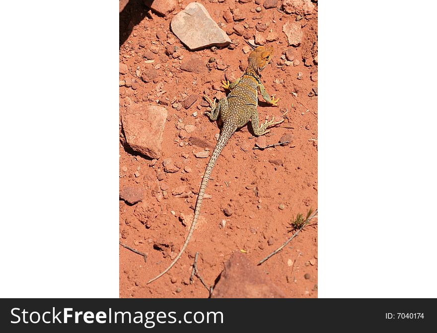 Alert and vigilant posture of Eastern Collared Lizard (yellow-headed subspecies), Crotaphytus collaris, Canyonlands, Utah, USA