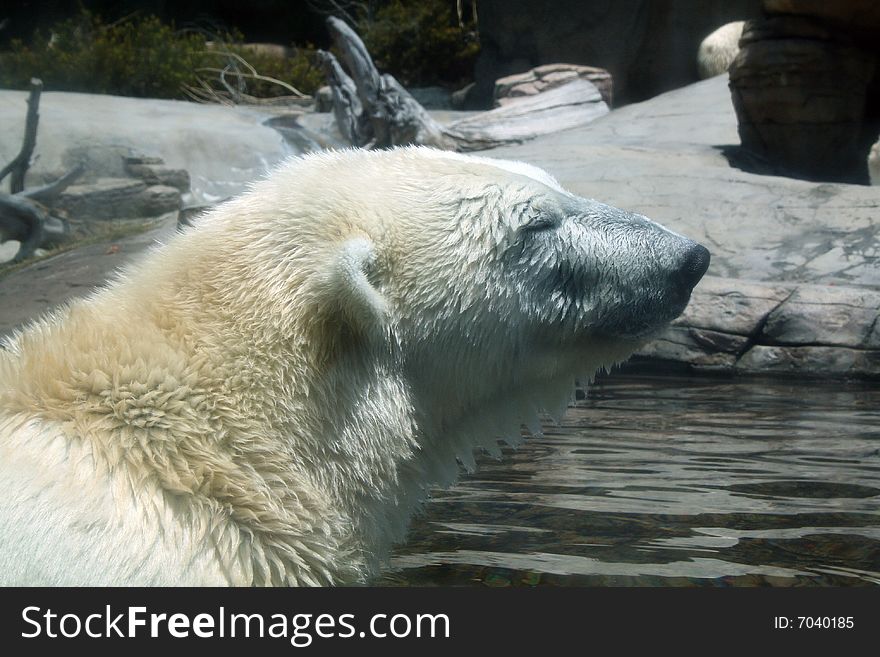 Polar bear enjoying the water
