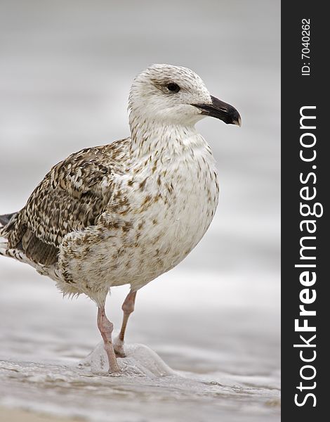 Great Black-backed Gull (Larus marinus) walking along beach