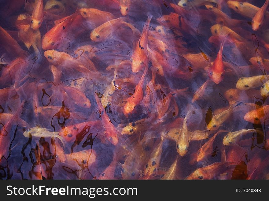 Gold fish are breed at some temples in Taiwan.