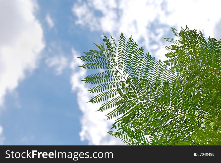 Acacia branches and leaves against sky background. Acacia branches and leaves against sky background