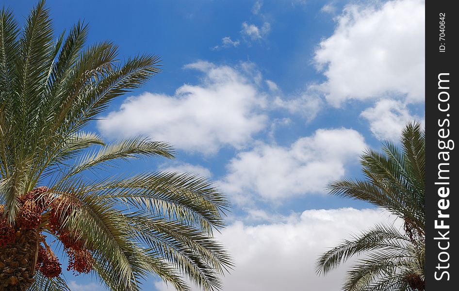 Palm tree leaves against sky background. Palm tree leaves against sky background