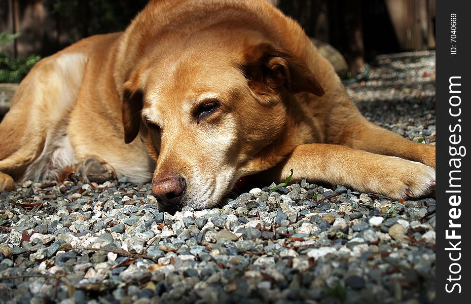 An old dog sleeping in the warm gravel. An old dog sleeping in the warm gravel