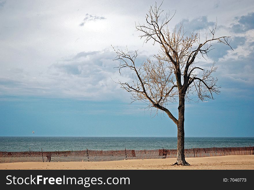 A barren beech tree on the empty beach. A barren beech tree on the empty beach.