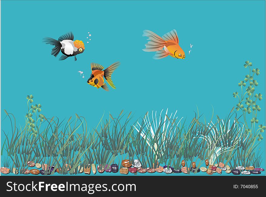 Colorful aquarium with great looking of 3 fish