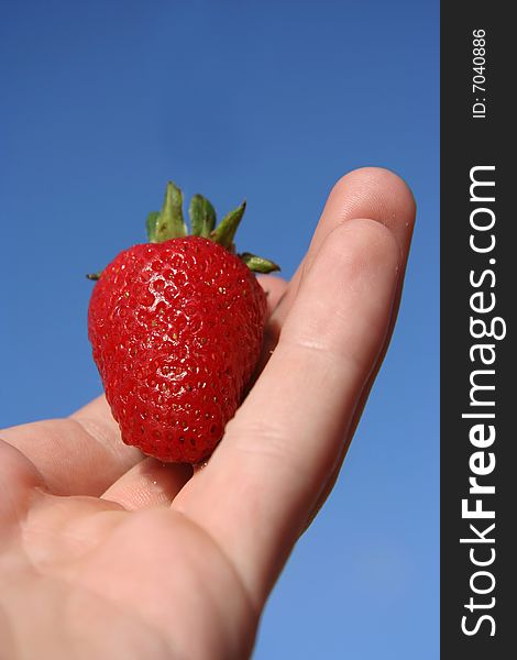 Fresh strawberry held on palm of hand. Fresh strawberry held on palm of hand