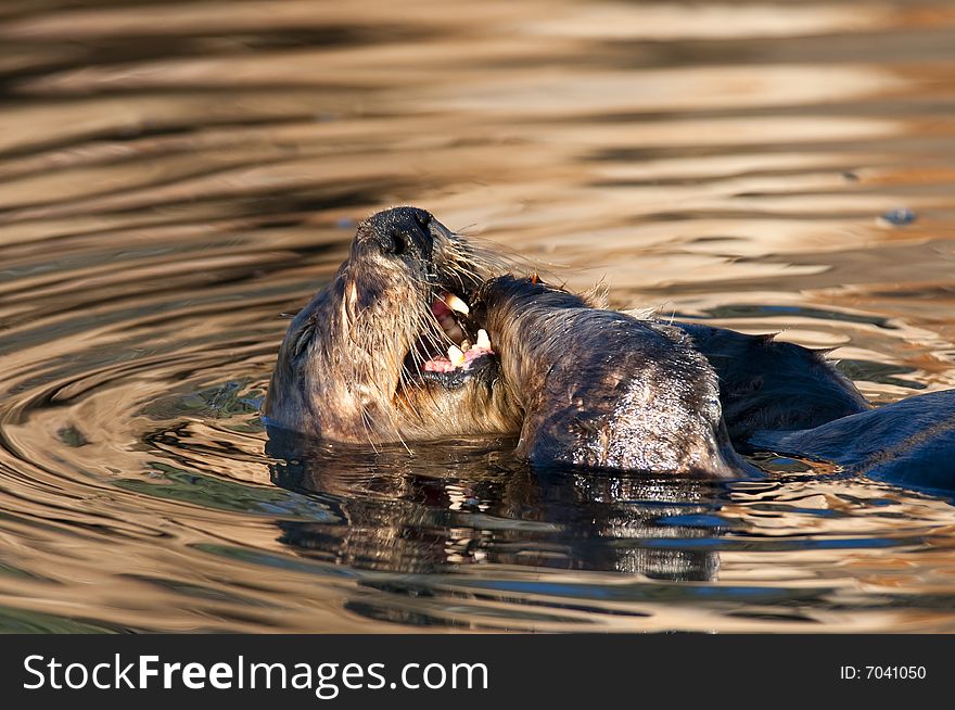 Sea otter floating on his back and eating