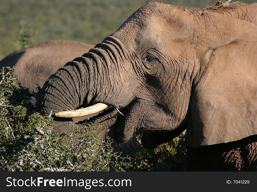 African elephant eating shrub with trunk