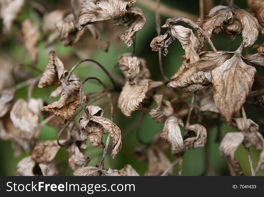 Macro of dead leaves with green background. Macro of dead leaves with green background