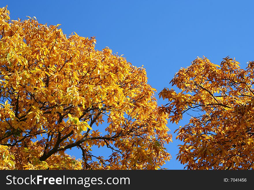 Chestnut branches with yellow leaves, autumn. Chestnut branches with yellow leaves, autumn.