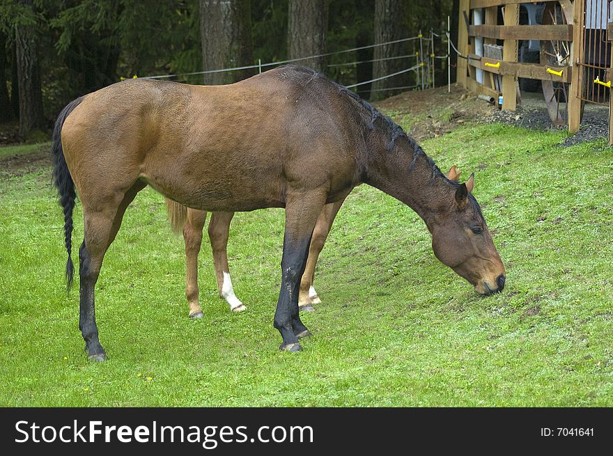 Horses eating grass.