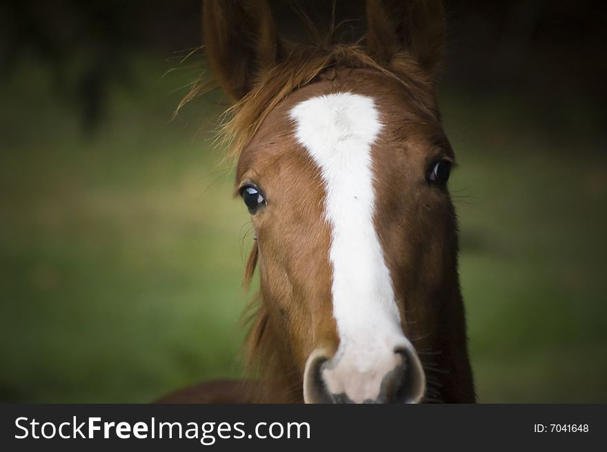 A nice soft image of a horse. A nice soft image of a horse