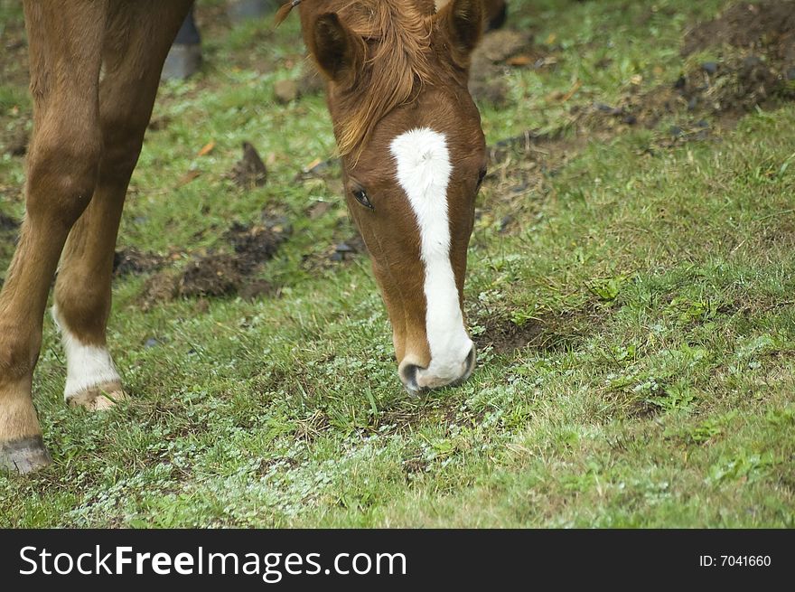 A brown horse leaning down to grab some grass. A brown horse leaning down to grab some grass.