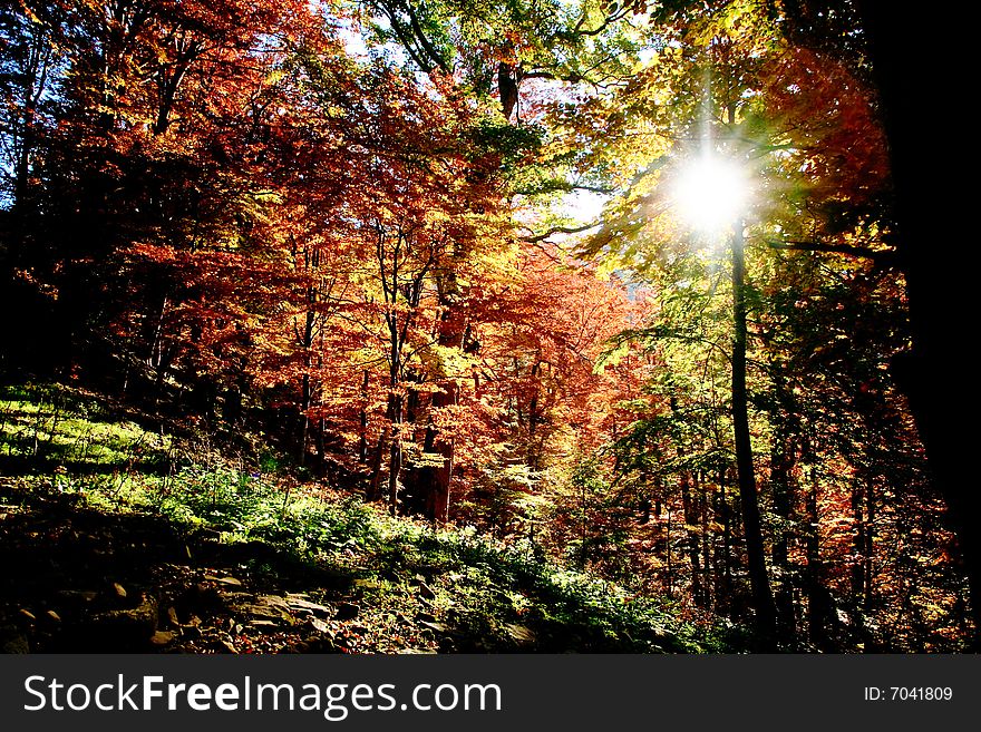 An image of a golden trees in a wood. An image of a golden trees in a wood.