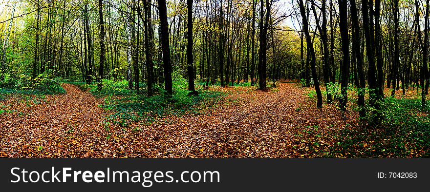 An image of a forest. Autumn theme. An image of a forest. Autumn theme.