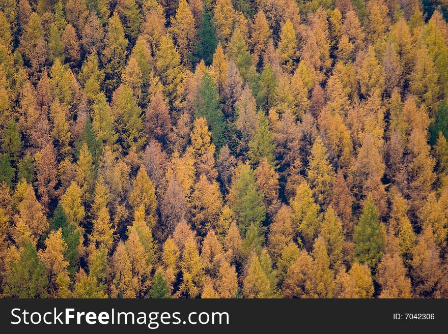 Forest at fall in slovakia