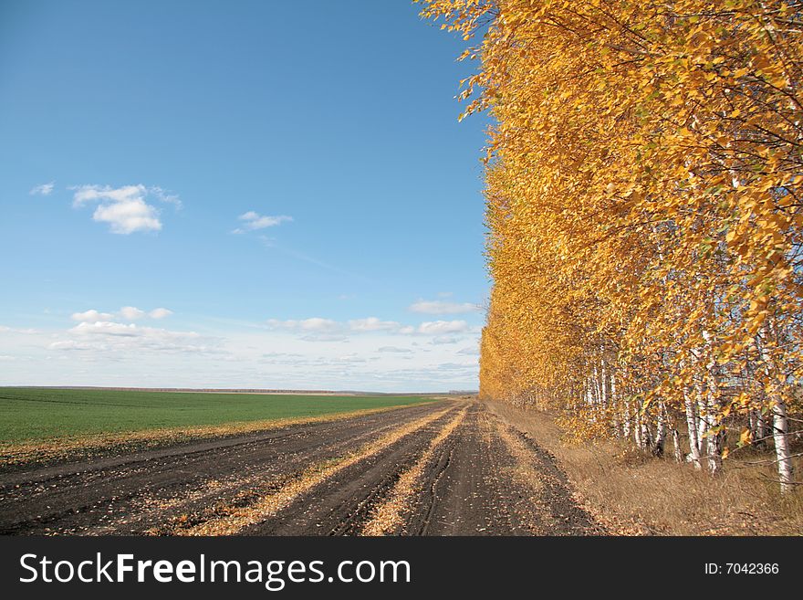 Autumn landscape with yellow birches and the blue sky