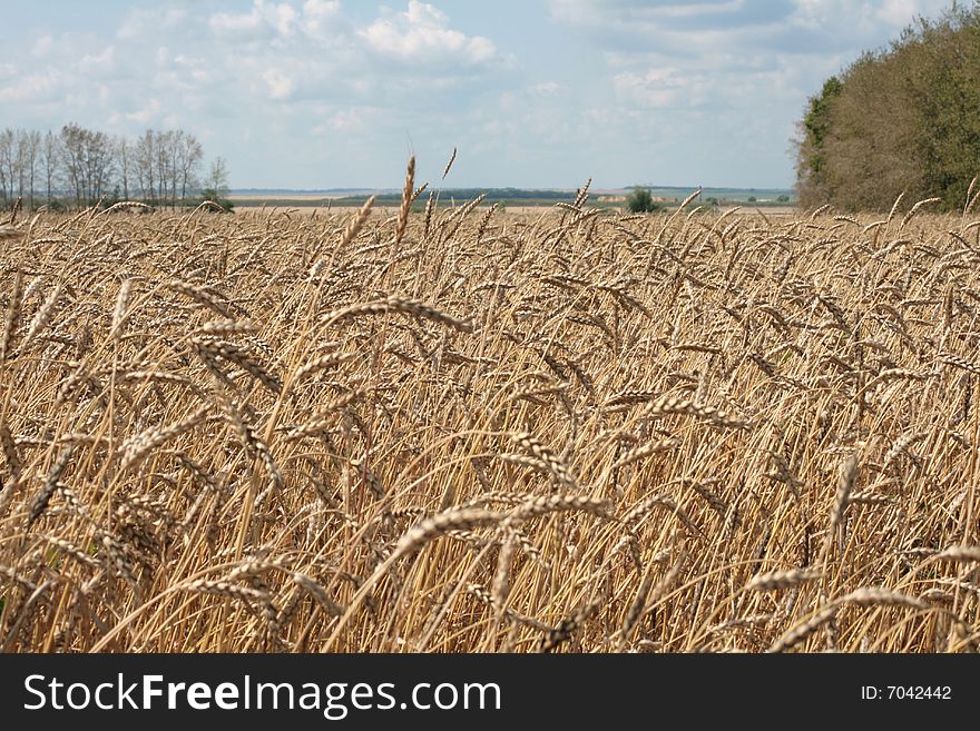 The wheaten field is ready to harvesting