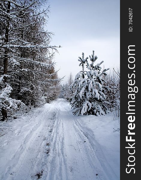 Landscape - snowy winter road in forest