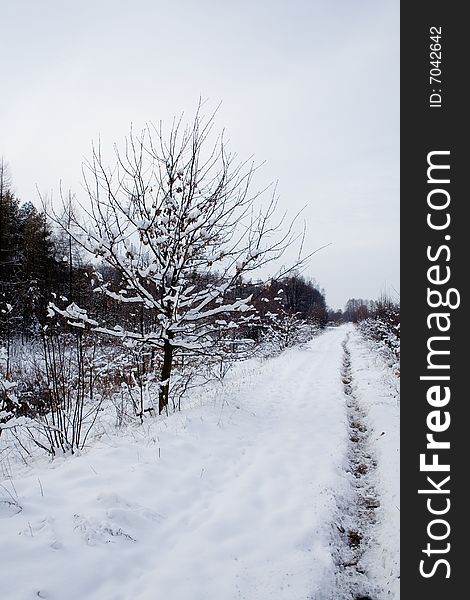 Landscape - snowy winter road in forest