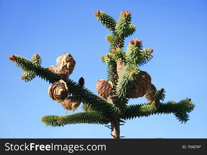 Top of a christmas tree, caucasian fir, with cones and resin. Top of a christmas tree, caucasian fir, with cones and resin
