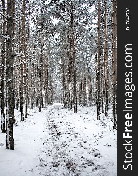 Winter scenery - path in snowy forest. Winter scenery - path in snowy forest