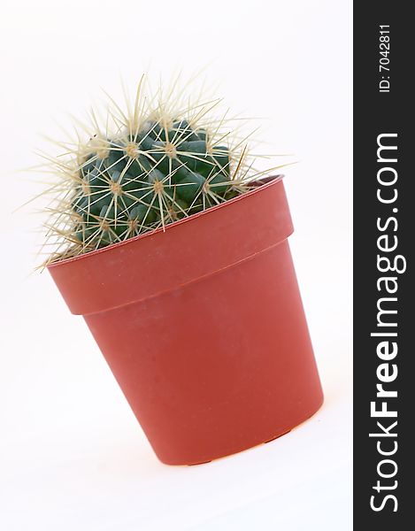 Cactus in white background - isolated