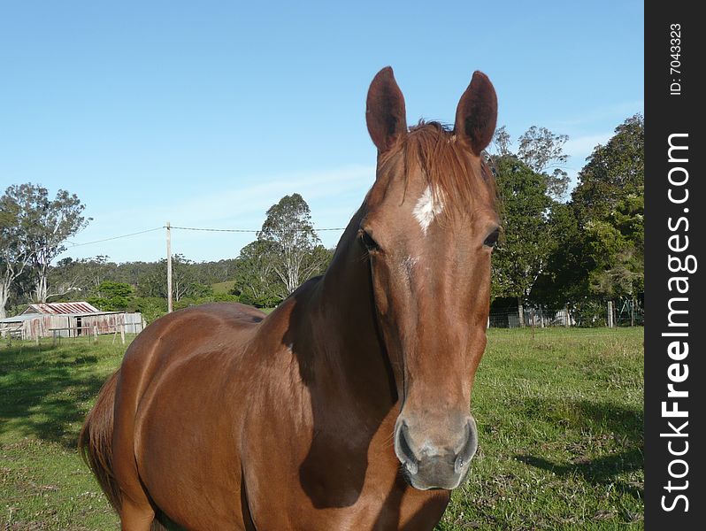 A beautiful chestnut colour horse that came over to the fence to see us and let me take his photo because he knows how good he looks. A beautiful chestnut colour horse that came over to the fence to see us and let me take his photo because he knows how good he looks.