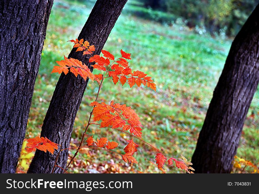 Autumn red and yellow leaves outdoor on tree. Autumn red and yellow leaves outdoor on tree