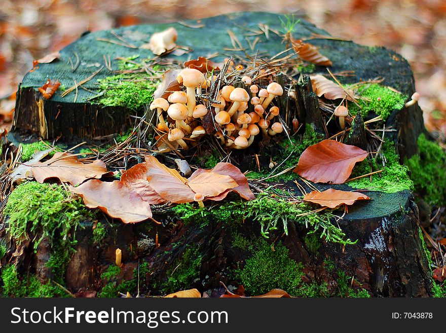 Mushrooms On A Trunk