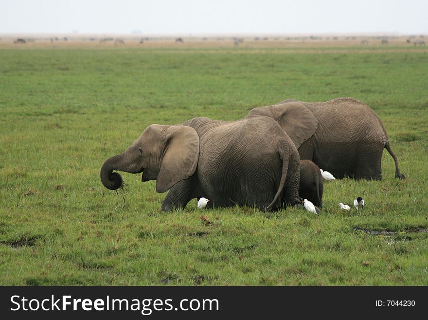 African Elephant