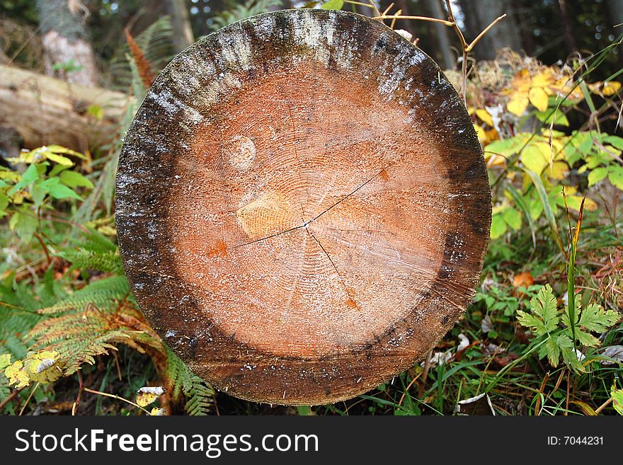 A trunk cut with mountain range, put in the grass. A trunk cut with mountain range, put in the grass