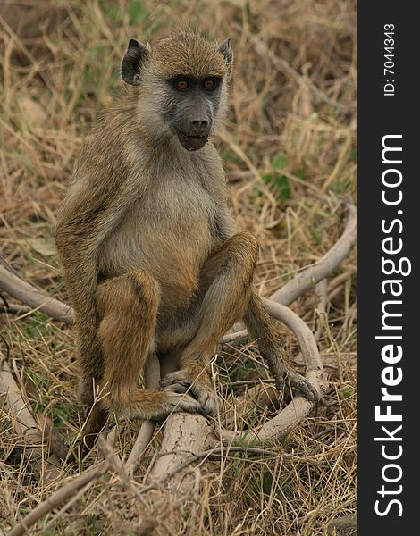 A Monkey sitting on a log in the grass